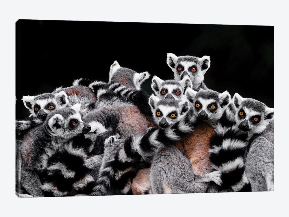 Lemurs by Goran Anastasovski 1-piece Canvas Print