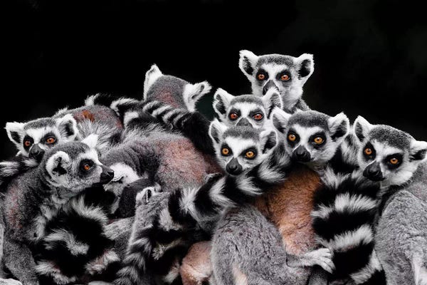 Lemurs: Lemurs by Goran Anastasovski