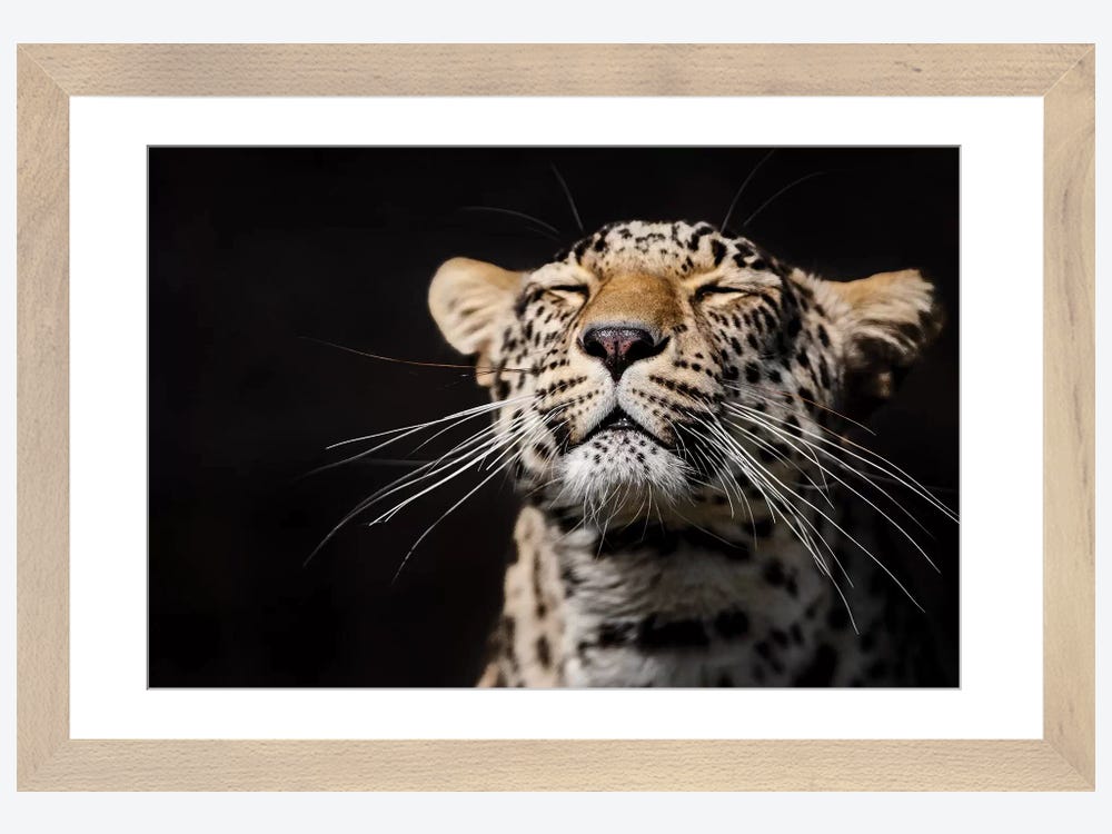 Artwork Anastasovski | I Leopard iCanvas by Canvas Goran