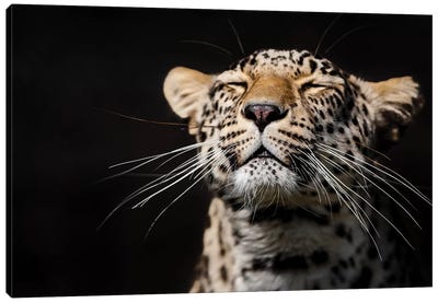Leopard I Canvas Art Print - Goran Anastasovski