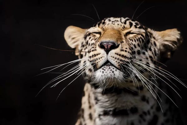Goran Anastasovski: Leopard I by Goran Anastasovski
