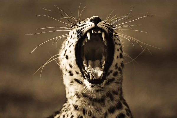 Leopards: Leopard V by Goran Anastasovski