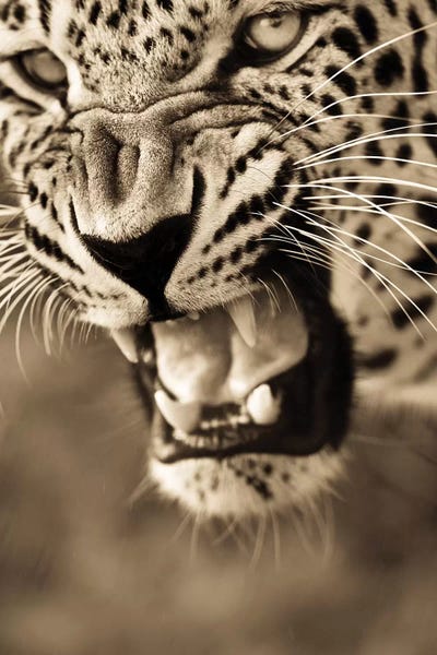 Leopards: Leopard VIII by Goran Anastasovski