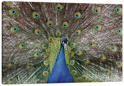 Beauty Canvas Art Print - Peacock Art
