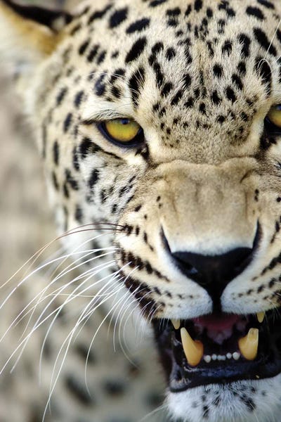 Leopards: Leopard XV by Goran Anastasovski