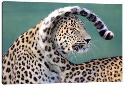 Leopards Canvas Art Print - Goran Anastasovski