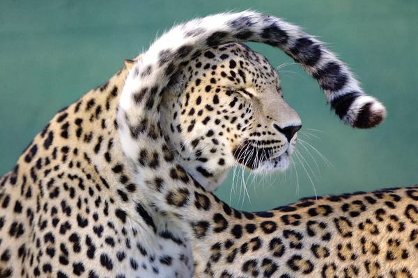 Leopards: Leopards by Goran Anastasovski