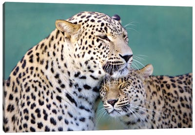 Leopards Love Canvas Art Print - Leopard Art