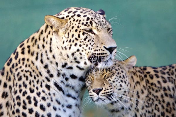 Leopards: Leopards Love by Goran Anastasovski
