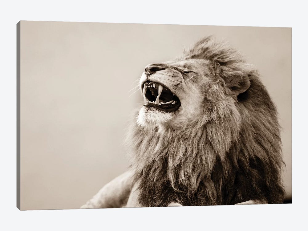 Lion by Goran Anastasovski 1-piece Canvas Print