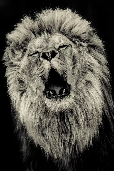 Lion IV by Goran Anastasovski canvas print