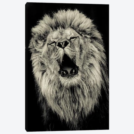 Lion IV Canvas Print #GAN66} by Goran Anastasovski Art Print