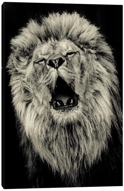 Lion IV Canvas Art Print - Goran Anastasovski