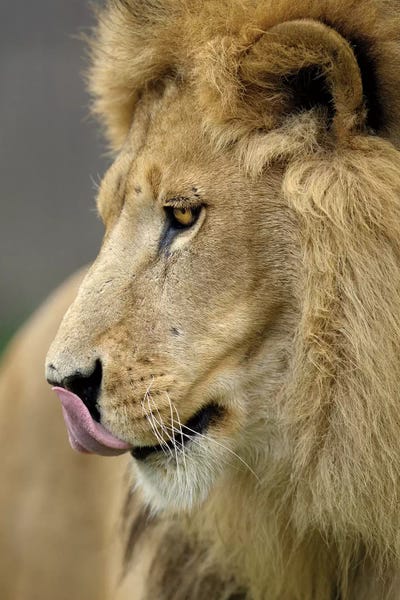 Lion XI by Goran Anastasovski framed wall art