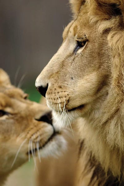 Lions In Love by Goran Anastasovski canvas print