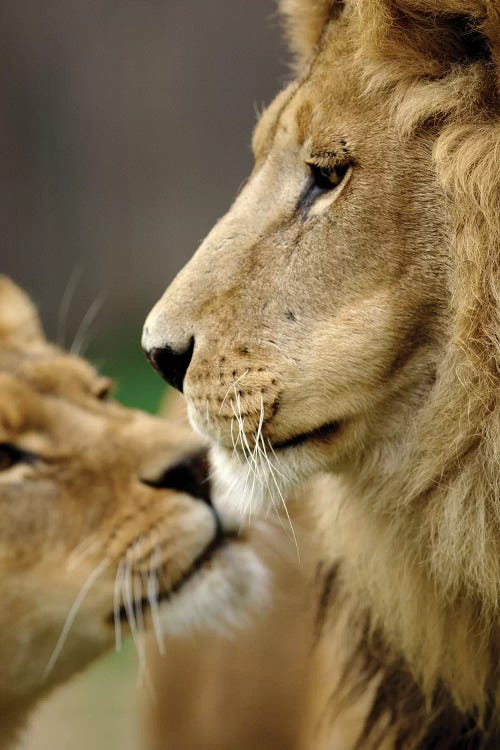 Lions In Love