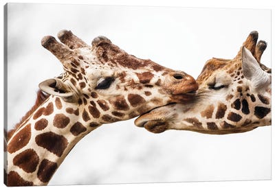 Love Canvas Art Print - Giraffe Art