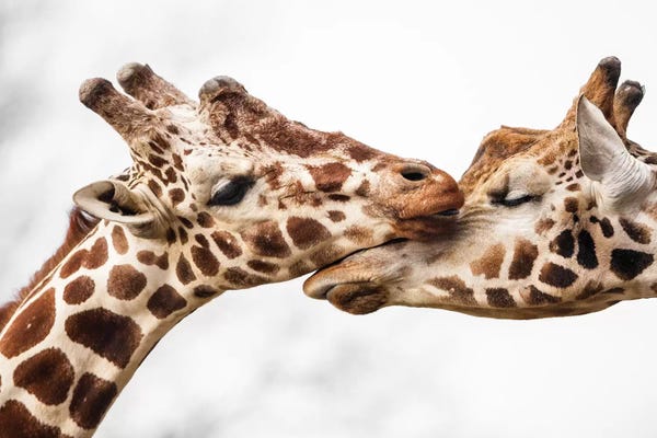 Giraffes: Love by Goran Anastasovski