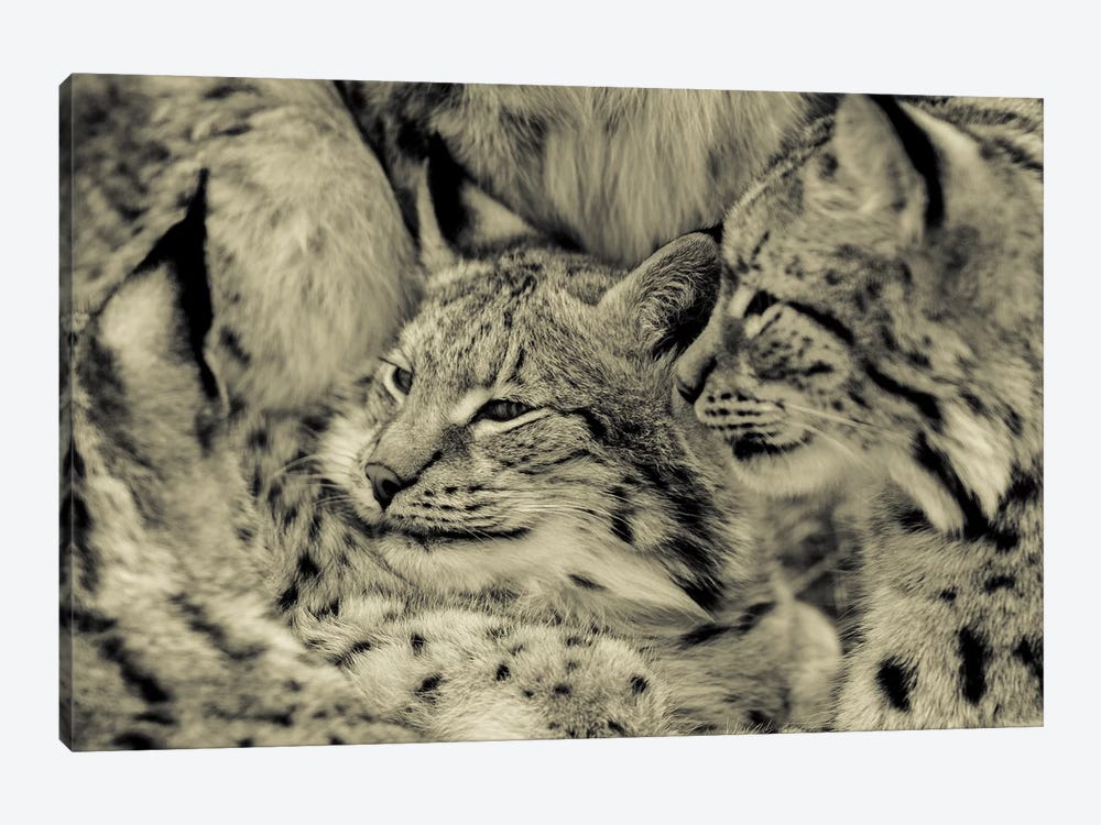 Lynx by Goran Anastasovski 1-piece Canvas Print