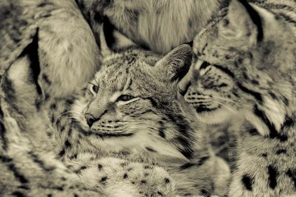 Lynx: Lynx by Goran Anastasovski