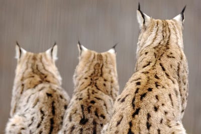 Lynx Back by Goran Anastasovski canvas print