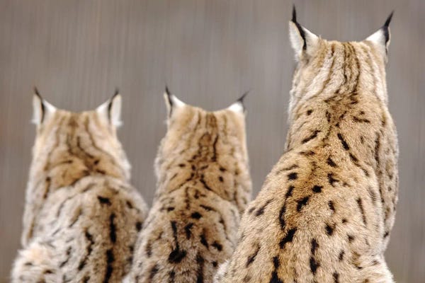 Goran Anastasovski: Lynx Back by Goran Anastasovski