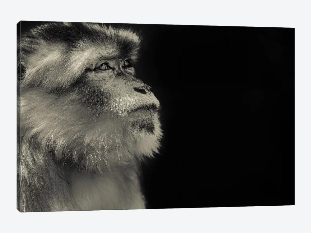 Monkey by Goran Anastasovski 1-piece Canvas Print