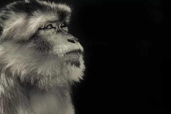 Monkeys: Monkey by Goran Anastasovski