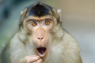 Monkey III by Goran Anastasovski framed wall art