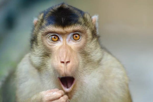 Goran Anastasovski: Monkey III by Goran Anastasovski