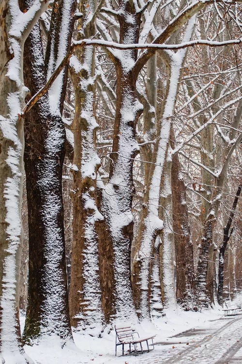 Nature Snow