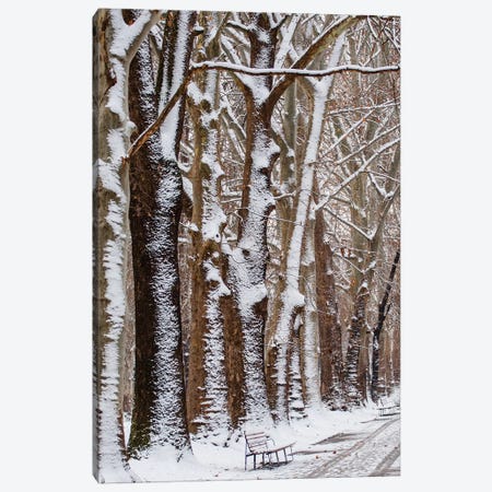 Nature Snow Canvas Print #GAN77} by Goran Anastasovski Canvas Art
