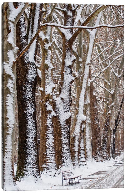Nature Snow Canvas Art Print - Goran Anastasovski