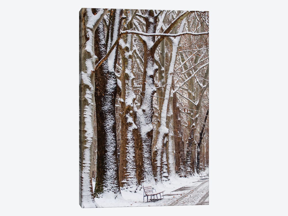 Nature Snow by Goran Anastasovski 1-piece Canvas Wall Art
