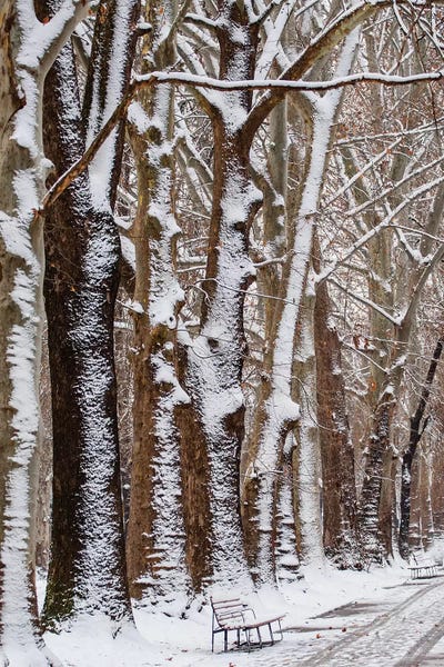 Rustic Winter: Nature Snow by Goran Anastasovski