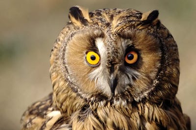 Owl by Goran Anastasovski canvas print