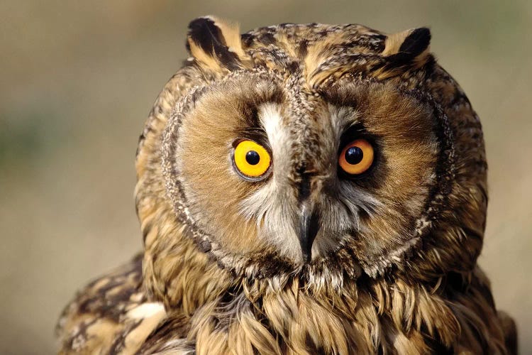 Owl by Goran Anastasovski wall art