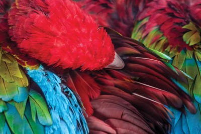 Parrot by Goran Anastasovski art print