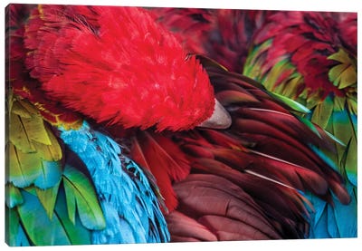 Parrot Canvas Art Print - Goran Anastasovski
