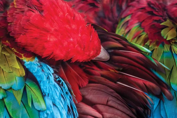 Parrots: Parrot by Goran Anastasovski