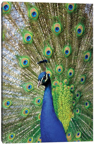 Beauty IV Canvas Art Print - Peacock Art