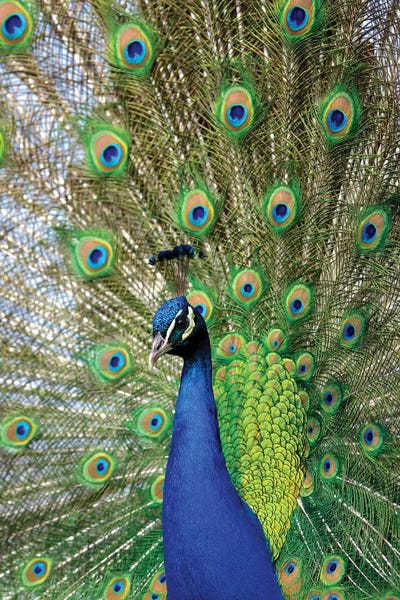 Peacocks: Beauty IV by Goran Anastasovski