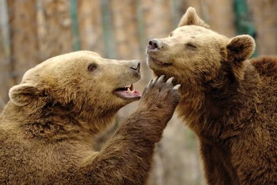 Real Love by Goran Anastasovski canvas print