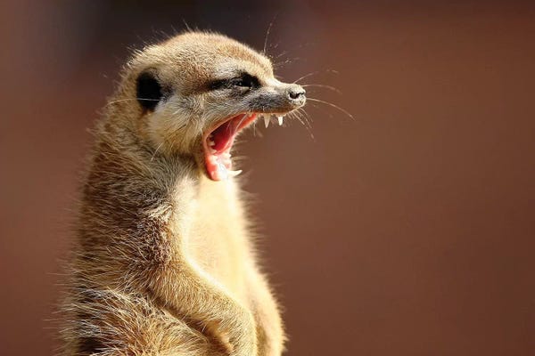 Meerkats: Smile by Goran Anastasovski