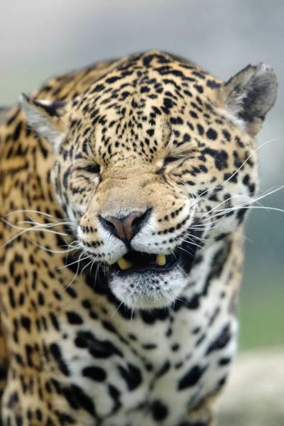 Smiling Jaguar by Goran Anastasovski art print