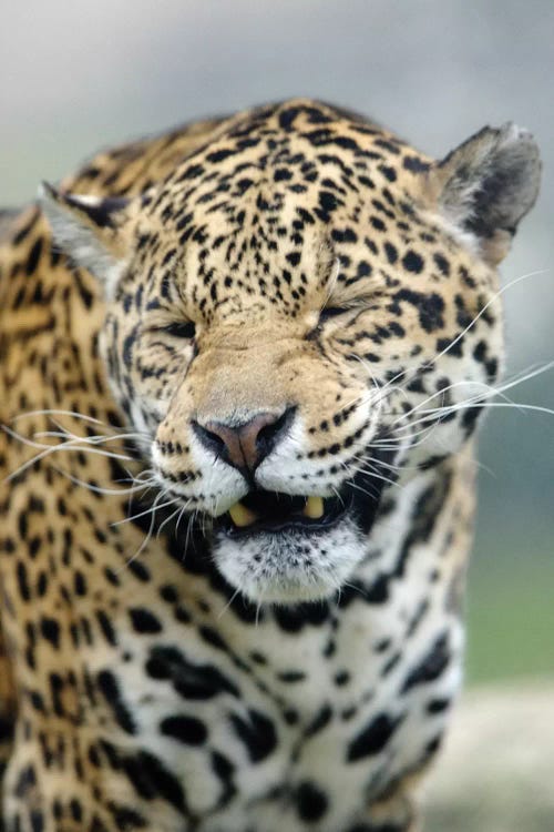 Smiling Jaguar