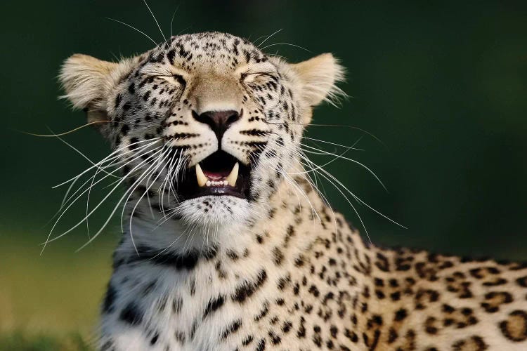 Smiling Leopard