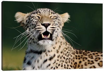 Smiling Leopard Canvas Art Print - Leopard Art