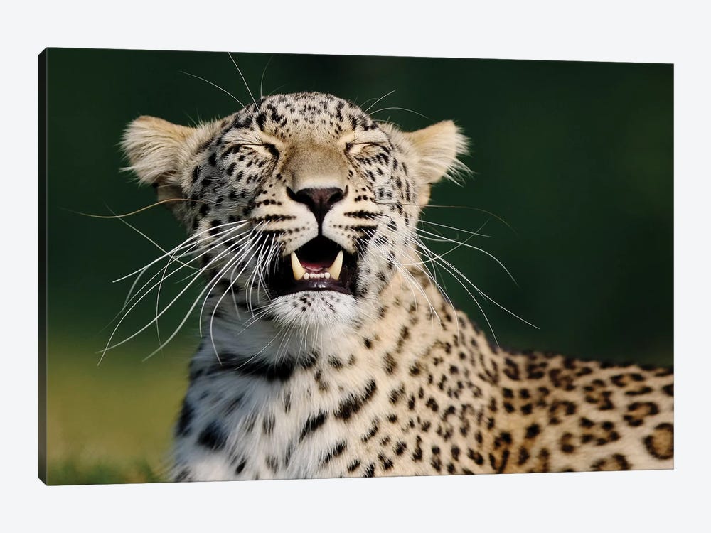 Smiling Leopard by Goran Anastasovski 1-piece Canvas Art Print
