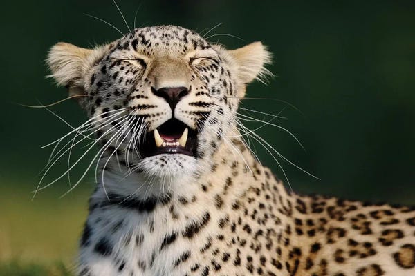Leopards: Smiling Leopard by Goran Anastasovski
